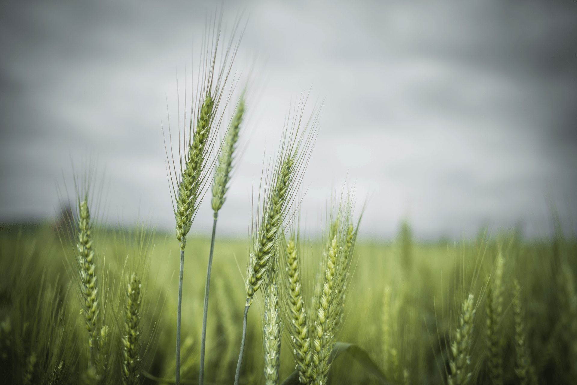 20170321_CHAMPS_AGRICOLES_HAD_KOURT_1